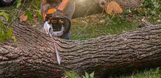 Best Tree Disease Treatment  in Cheval, FL