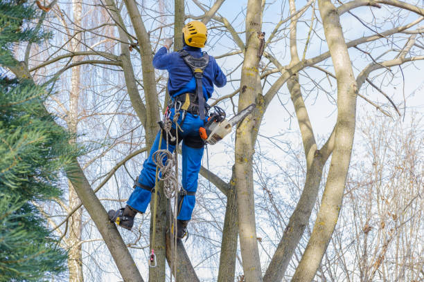 Best Root Management and Removal  in Cheval, FL